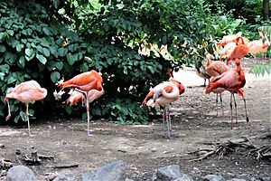 American flamingos in Denver