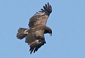 Aquila pomarina orlik krzykliwyAM-crop