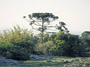 Araucaria angustifolia en Uruguay