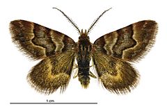 Arctesthes siris male.jpg