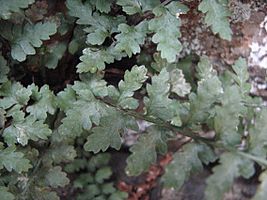 Asplenium bradleyi pinna closeup