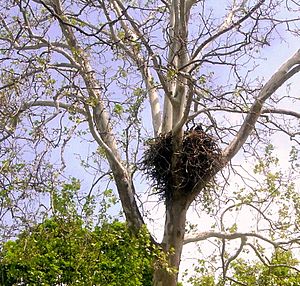 Bald Eagle on Nest