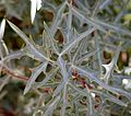 Berberis trifoliolata leaves