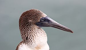 Blue-footed booby (Sula nebouxii) on Santa Cruz, Galápagos Islands