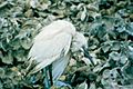 Blue heron chlamydiosis