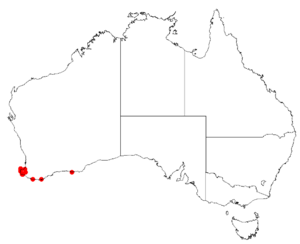 Boronia ancepsDistMap7.png