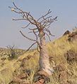 Bottle-tree