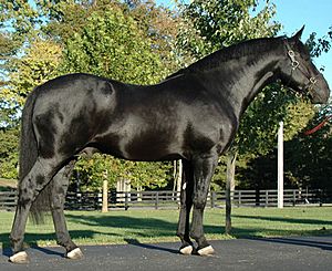 Bridon Belfrey, RID, Irish Draught Stallion