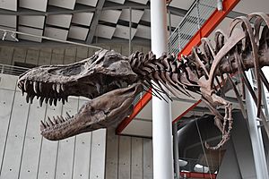 California Academy of Sciences - Interior 6 2017-06-09