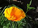 California poppy.jpg