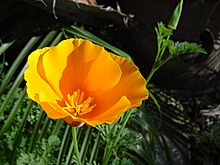 California poppy