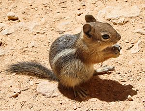 Callospermophilus lateralis Bryce Canyon