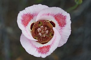 Calochortus venustus