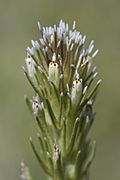 Castilleja attenuata.jpg