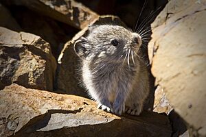 Collared Pika (6187105360).jpg