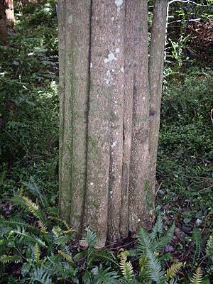 Cryptocarya microneura - trunk.JPG