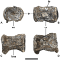 Elasmosaurus neck vertebra