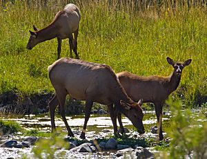 Elk 2 (8005275573).jpg