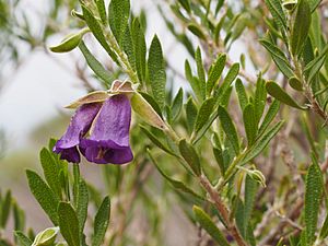 Eremophila occidens.jpg