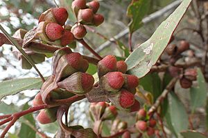 Eucalyptus stoatei buds