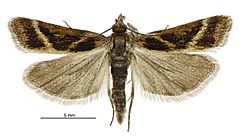 Eudonia xysmatias male.jpg