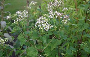 Eupatorium-rugosum-flowers.JPG