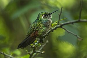 Garnet-throated Hummingbird - Mexico S4E7405.jpg