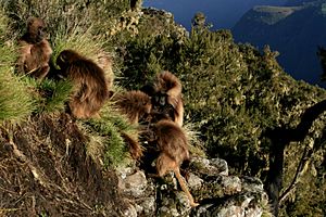 Gelada cliff