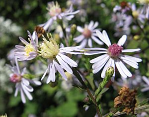 Heartleaf aster 1.jpg