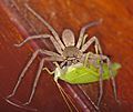 Huntsman Spider feeding Grasshopper