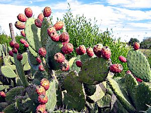 Indian Fig - Opuntia ficus-indica