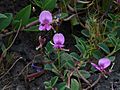 Indigofera dalzellii T.Cooke (2899573804)