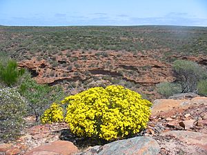 Kalbarri Park (2005)