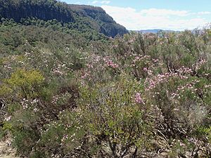 Kunzea opposita habit