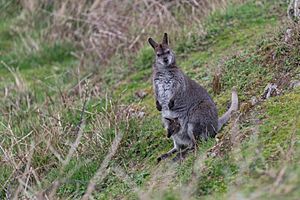 Lambay Island Wallaby