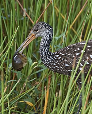 Limpkin-snail2