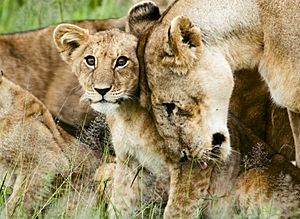 Lion cub with mother