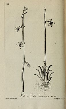 Lobelia dortmanna (Griffiths)