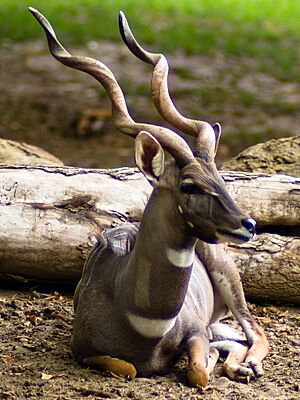 Male Lesser Kudu