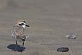 Male Western Snowy Plover (2433435148)