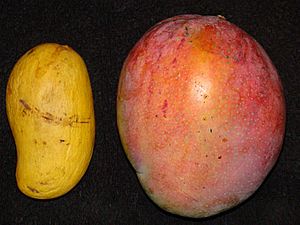 Mango ATAULFO TOMMY ATKINS Asit.jpg