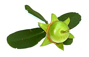 Mangrove Apple.JPG