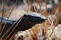 Monitor Lizard (111106233)