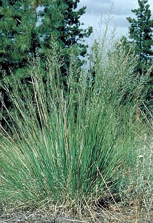 Muhlenbergia montana.jpg