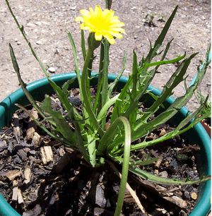 Murnong plant2.png