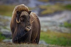 Musk-Ox (Male)