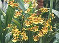 Oncidium spacelatum1