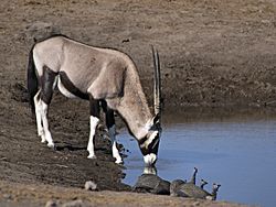 Oryx gazella (Chudop).jpg