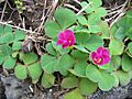 Oxalis purpurea (Habitus) 2