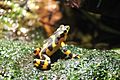 Panamanian Golden Frog in exhibit